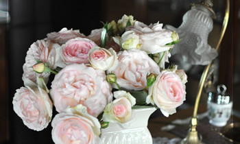 庭のつる薔薇ピエールドゥロンサール