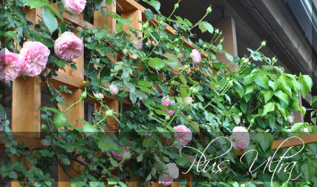 庭のつる薔薇ピエールドゥロンサール