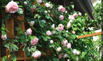 庭のつる薔薇ピエールドゥロンサール