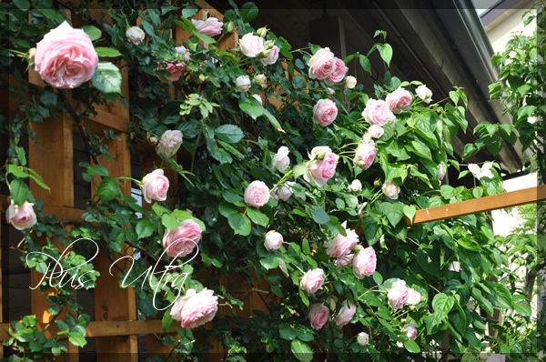 庭のつる薔薇ピエールドゥロンサール