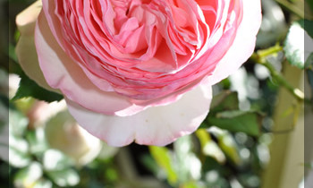 庭のつる薔薇ピエールドゥロンサール