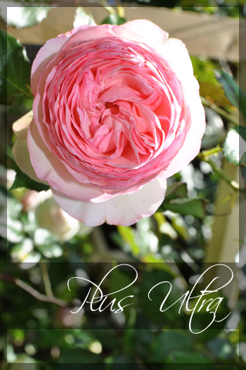 庭のつる薔薇ピエールドゥロンサール