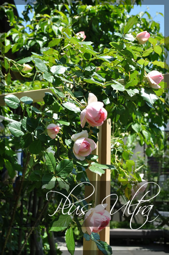 庭のつる薔薇ピエールドゥロンサール