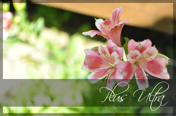 プリザーブドフラワー 造花 生花 レッスン フラワーアレンジ 豪華 可愛い 手づくり