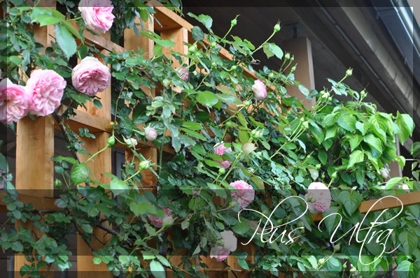 庭のつる薔薇ピエールドゥロンサール