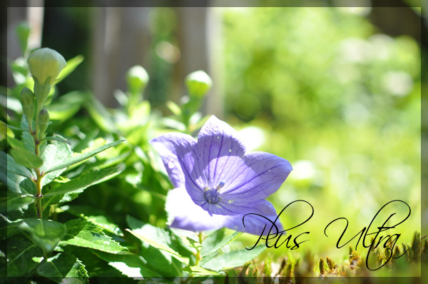 プリザーブドフラワー 造花 生花 レッスン フラワーアレンジ 豪華 可愛い 手づくり
